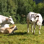 Yoghi E Bubu