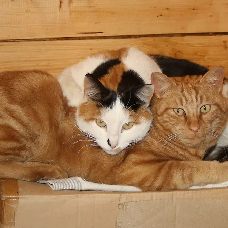 Κάμπινγκ Yoghi E Bubu