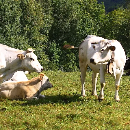 Yoghi E Bubu