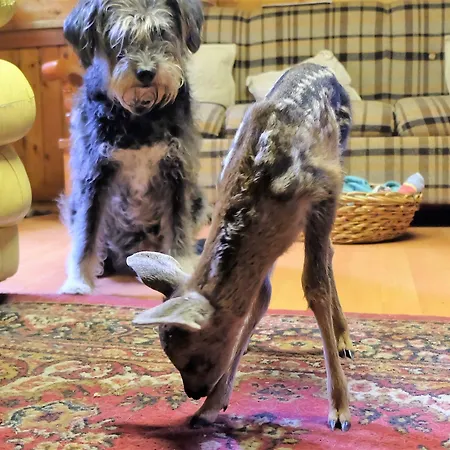 Yoghi E Bubu Κάμπινγκ San Giacomo (Piedmont)