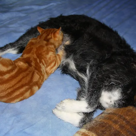 Yoghi E Bubu Κάμπινγκ San Giacomo (Piedmont)