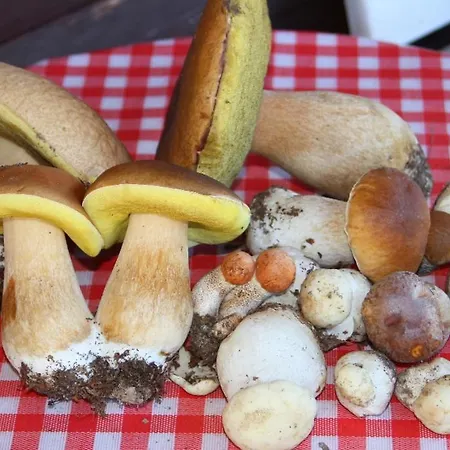 Kamp alanı Yoghi E Bubu *