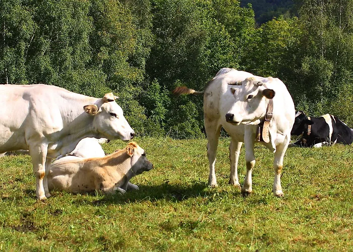 Yoghi E Bubu